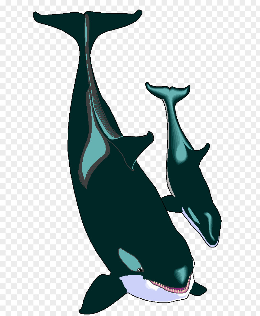 Dolphin Common Bottlenose Tucuxi Killer Whale Clip Art PNG