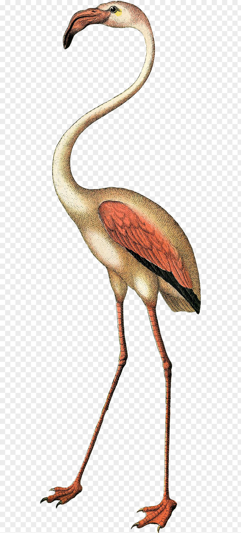 Flamingos Bird Flamingo Clip Art PNG