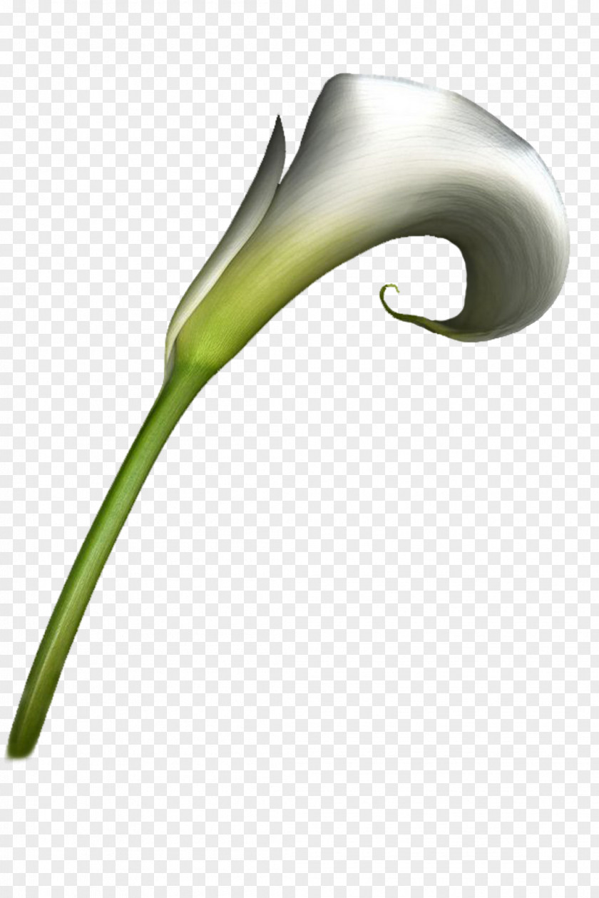 Flor Flower Painting PNG
