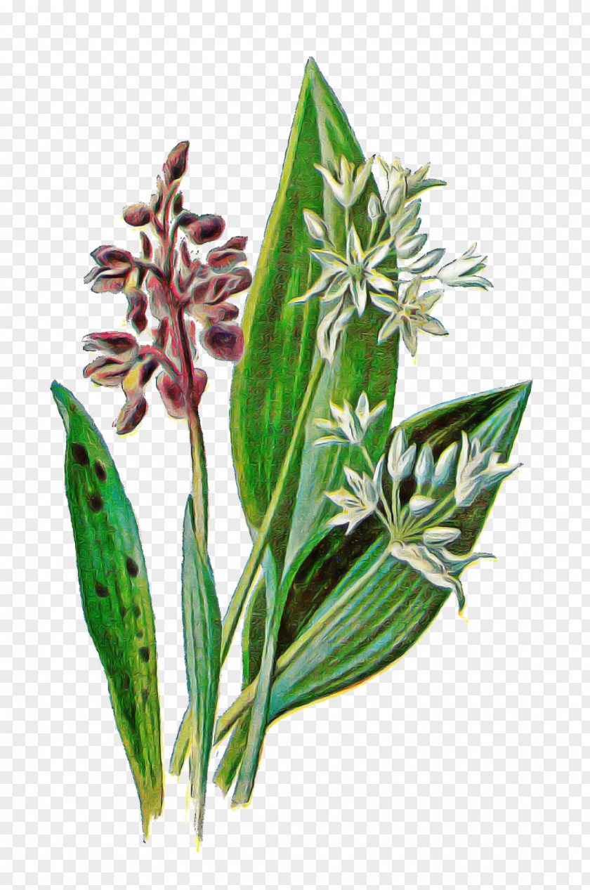 Flower Plant Leaf Zedoary Ginger Family PNG