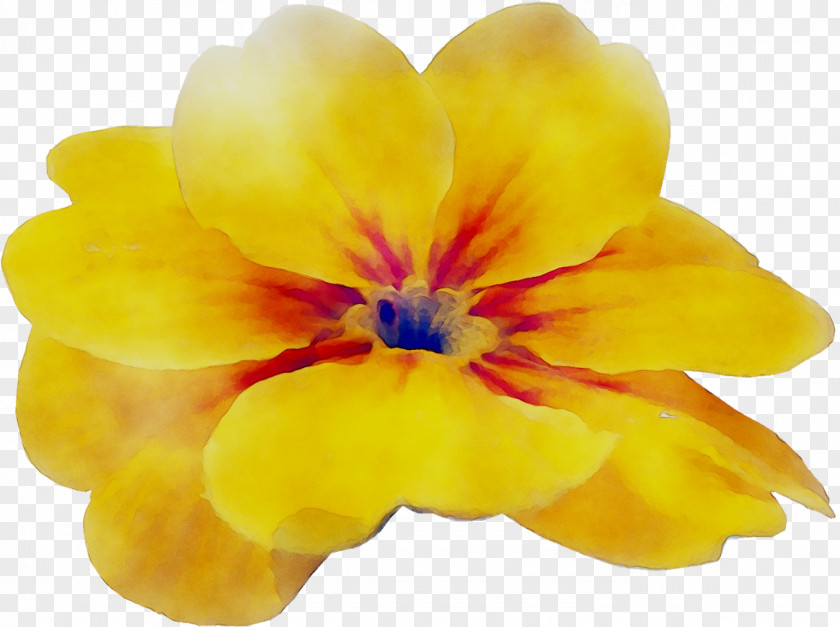 Primrose Yellow Family M Invest D.o.o. Violet PNG