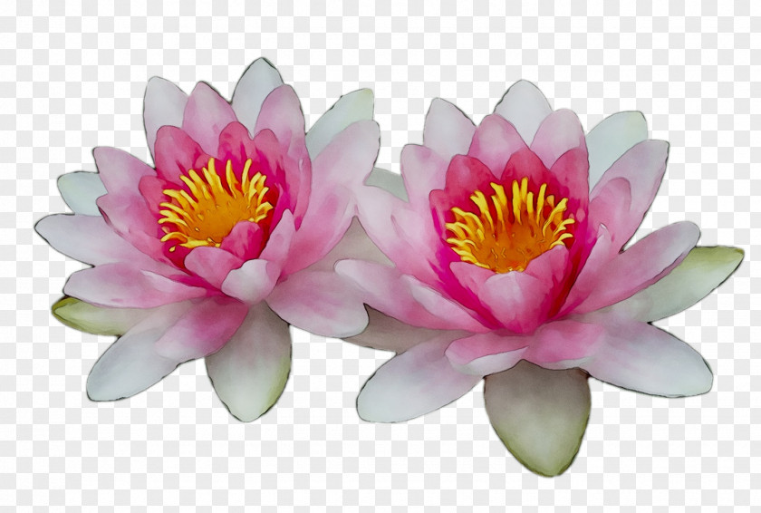 Sacred Lotus PNG