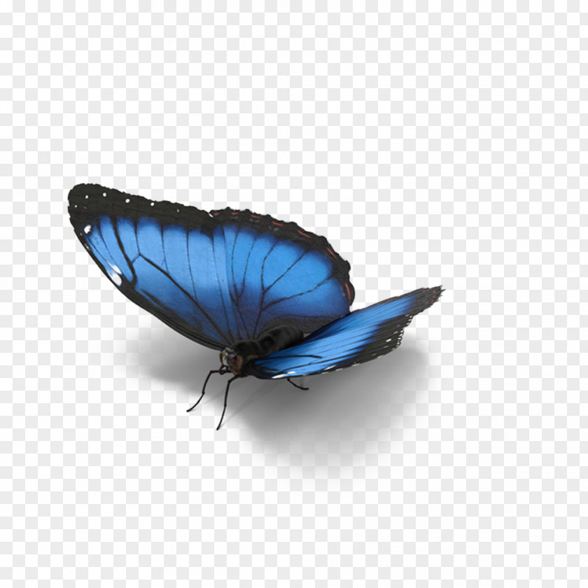 Shaded Blue Butterfly Morpho Menelaus Lycaenidae PNG