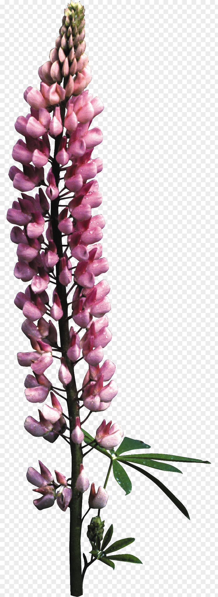 Arrow Flowers Foxgloves Floral Design Cut PNG