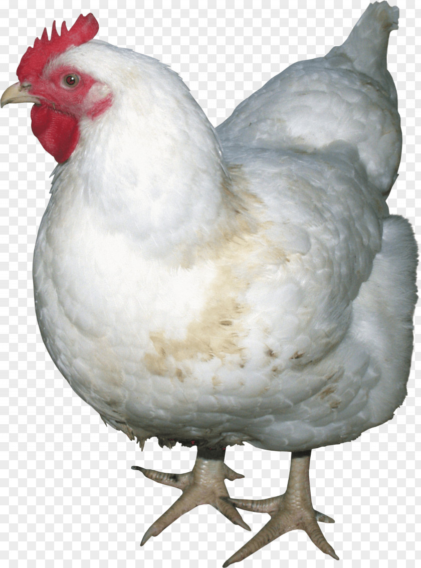 Chicken Image Fried Meat PNG