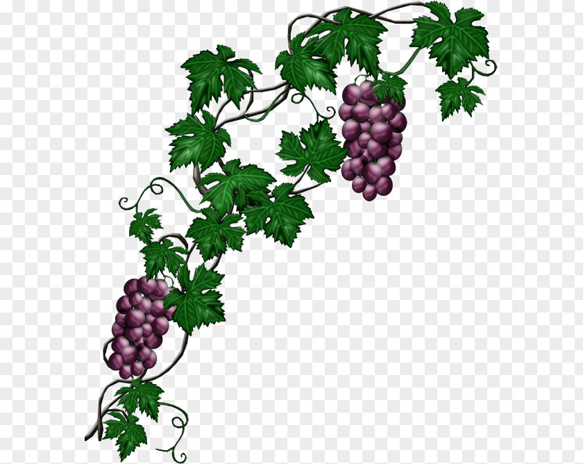 Grape Common Vine Plant PNG