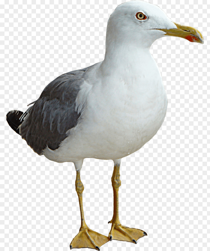 Gull Gulls Bird PNG