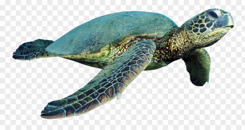 Turtle PNG clipart PNG