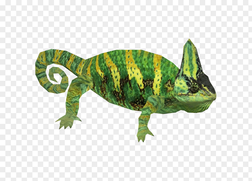 Chameleon Chameleons Lizard Reptile Iguanomorpha Veiled PNG