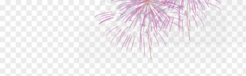 Fireworks Violet Lilac Purple Magenta Plant PNG