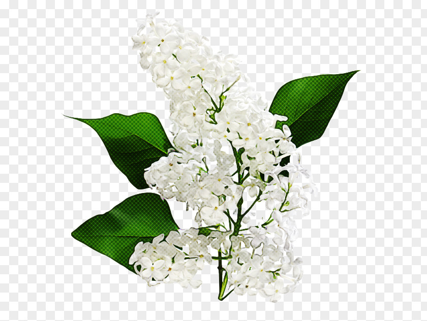 Flower White Lily Of The Valley Plant Cut Flowers PNG
