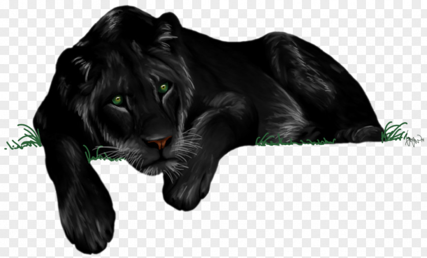 Lion Photography Drawing Art PNG