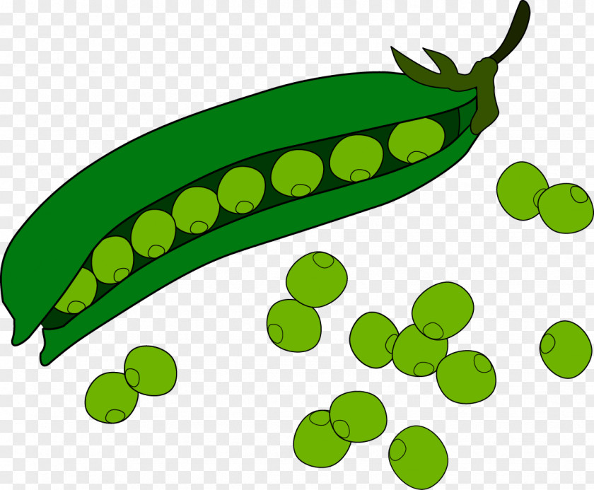 Vector Peas Pea Fruit Clip Art PNG