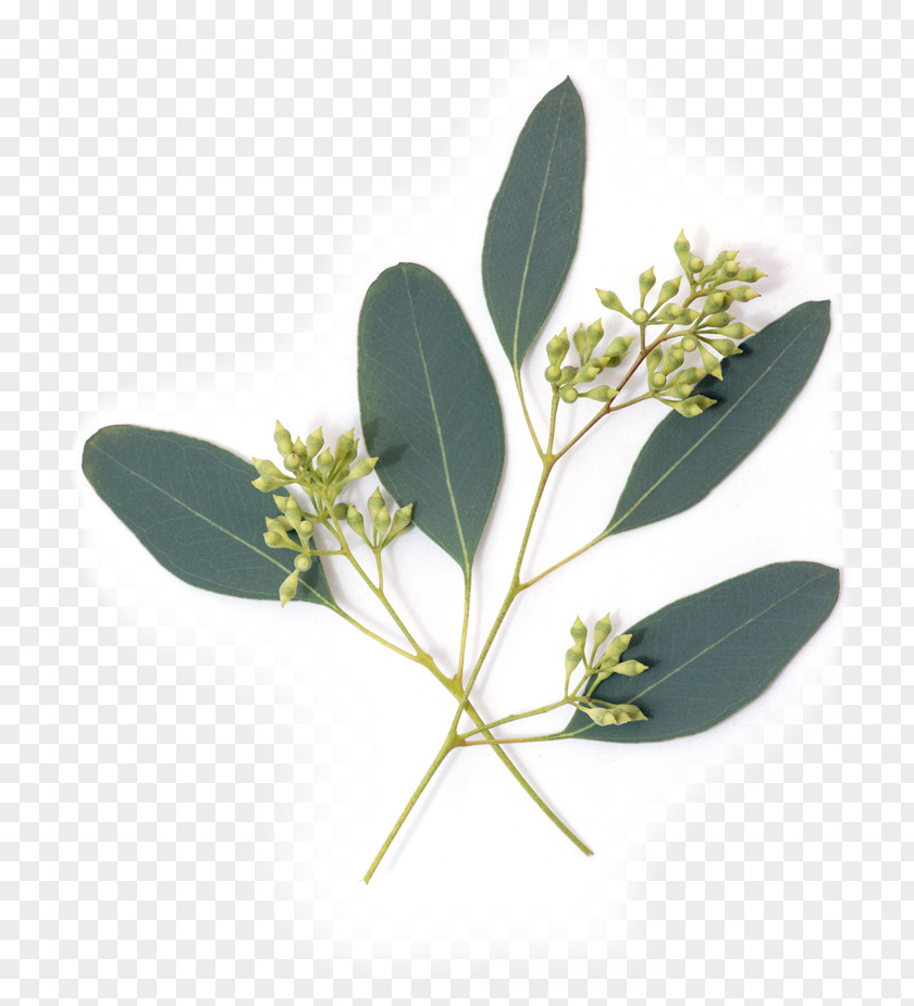 Eucalyptus Eucalypt Flowers Gum Trees Leaf Nutrient Avocado PNG