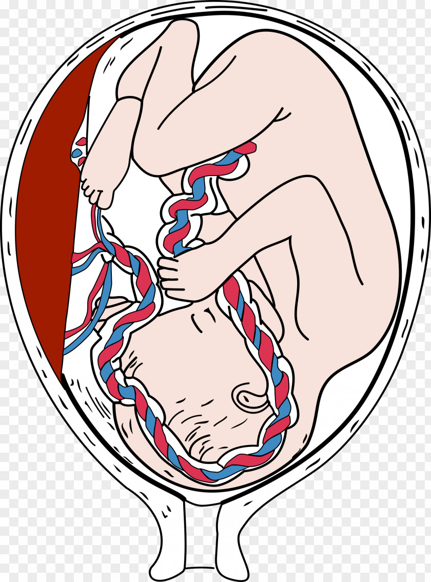 Fetus Placenta Embryo Pregnancy Clip Art PNG