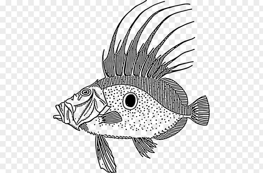 Fish Drawing Line Art Clip PNG