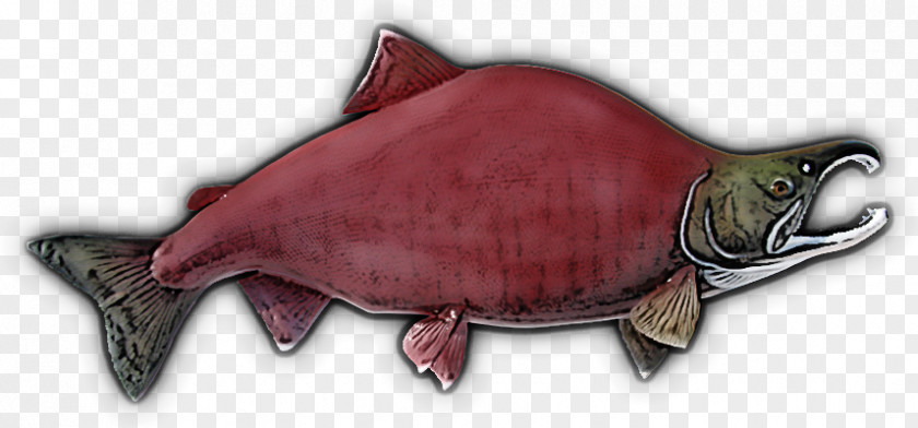 Fish Turtle Sockeye Salmon Mouth Products PNG