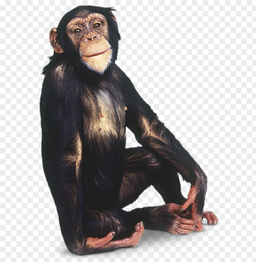 Monkey Chimpanzee Gorilla Primate PNG