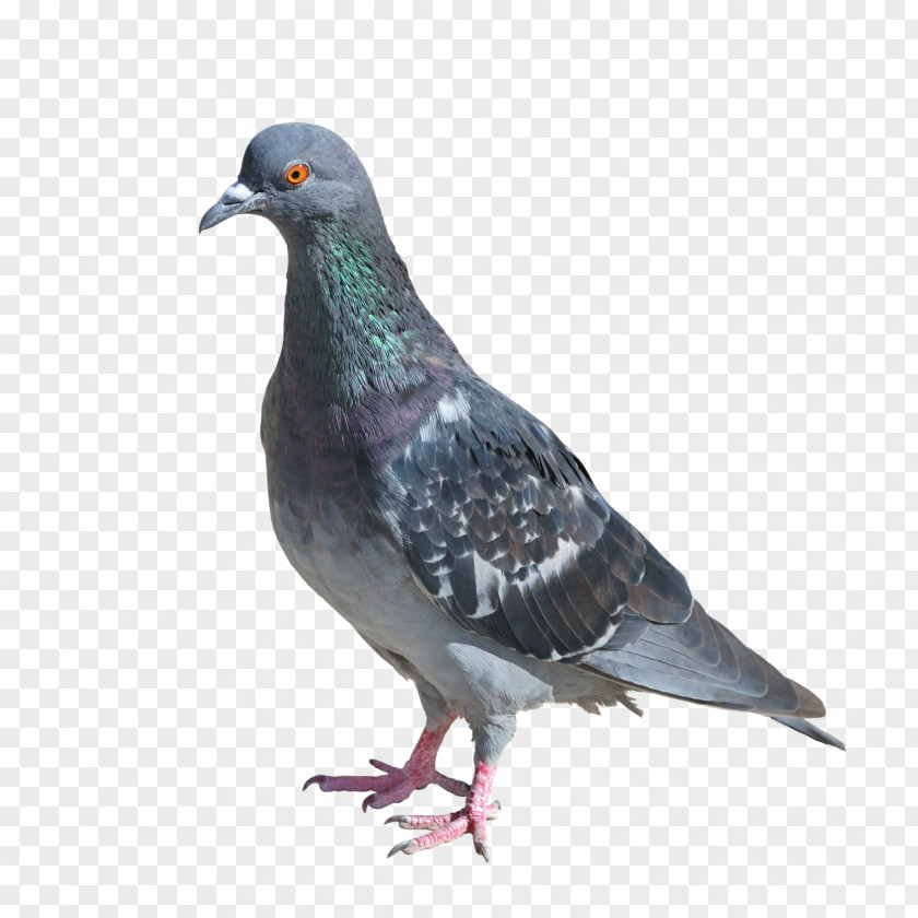 Pigeon Columbidae Rock Dove Bird Photography PNG