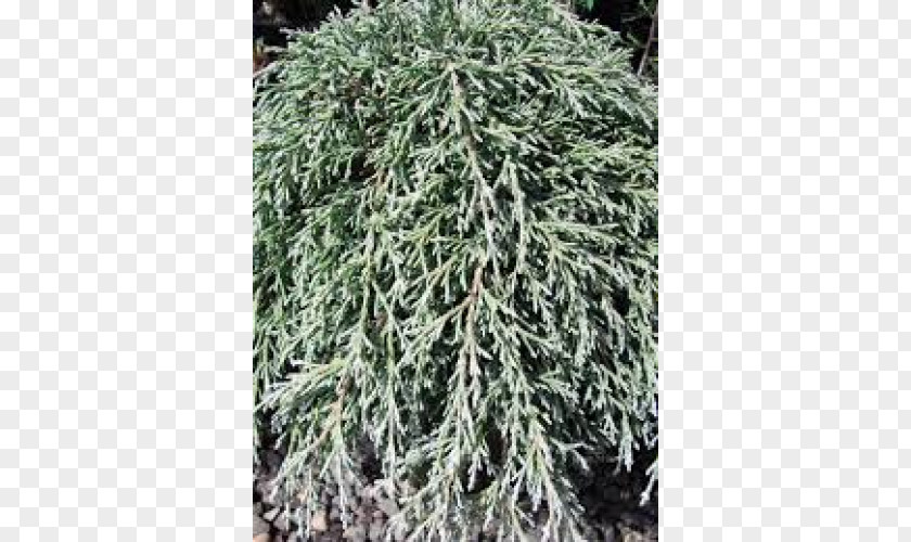 Spruce Larch Juniper Evergreen Subshrub PNG