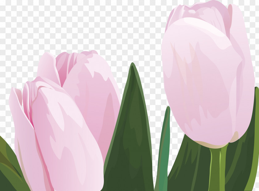 Tulip Flower Graphic Design PNG