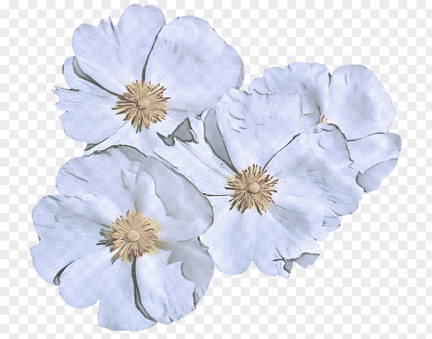 Blossom Wildflower Petal White Flower Plant Cut Flowers PNG