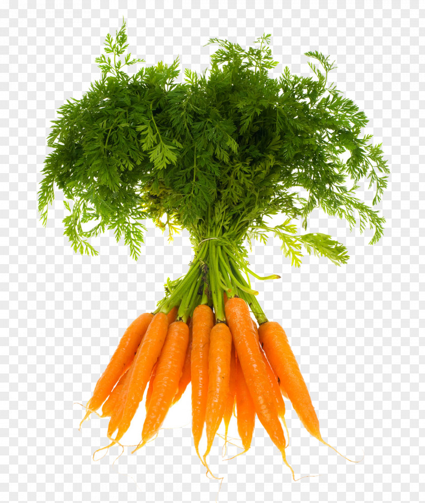 Carrot Indian Cuisine Gajar Ka Halwa Vegetable Fruit PNG