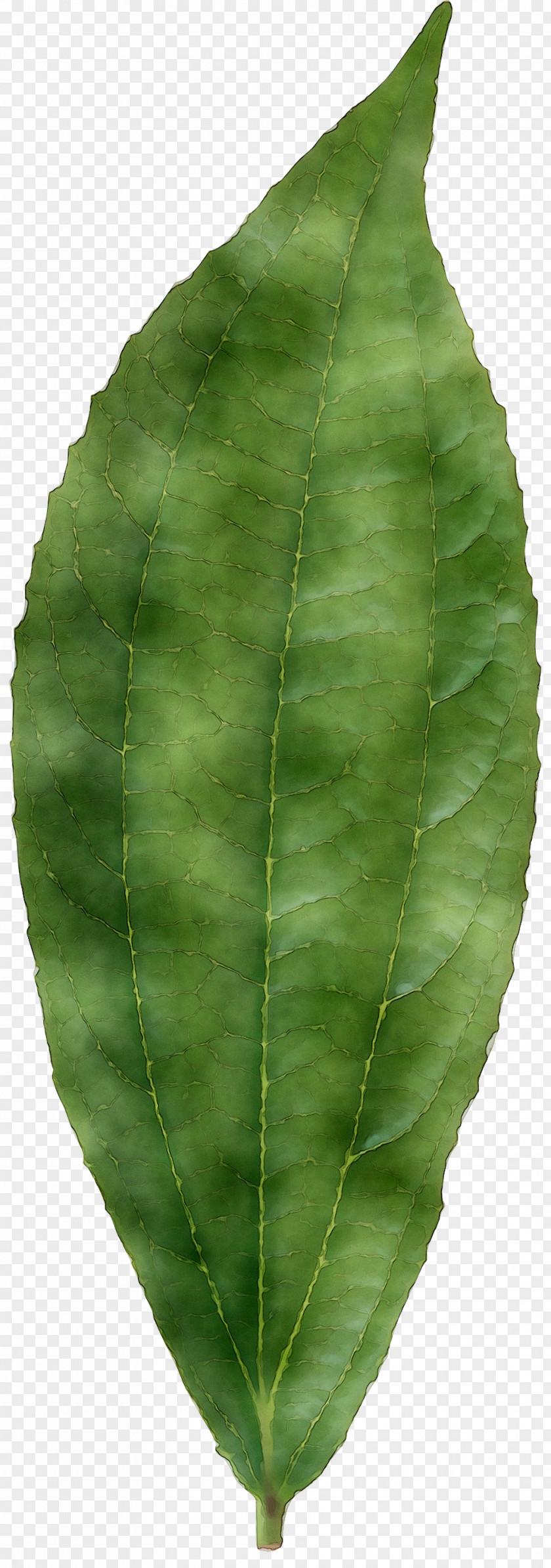 Leaf Plant Pathology Stem Plants PNG