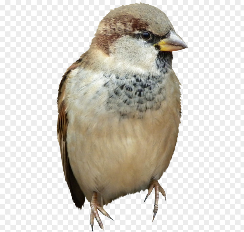 Bird House Sparrow Shapeshifting Clip Art PNG