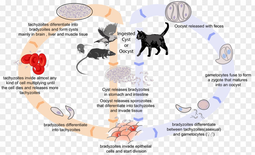 Cat Felidae Toxoplasma Gondii Toxoplasmosis Biological Life Cycle PNG