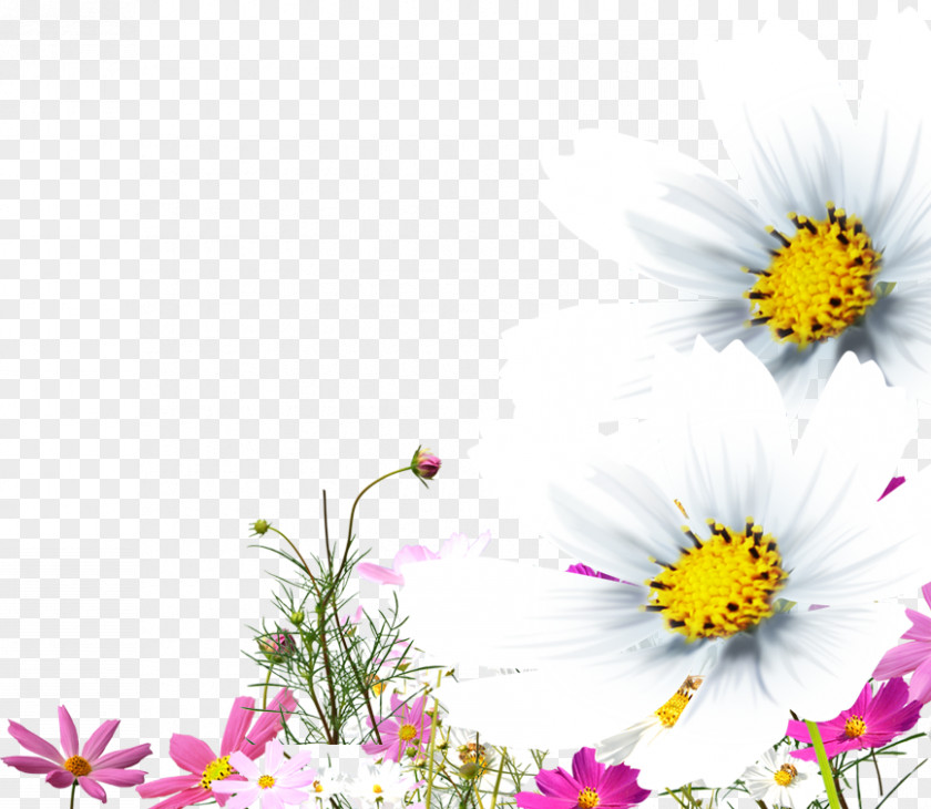 Chrysanthemum Oxeye Daisy Clip Art PNG
