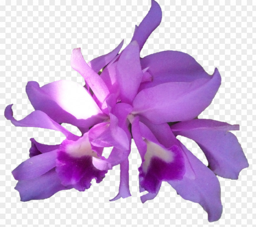 Darshan Cattleya Orchids Herbaceous Plant PNG