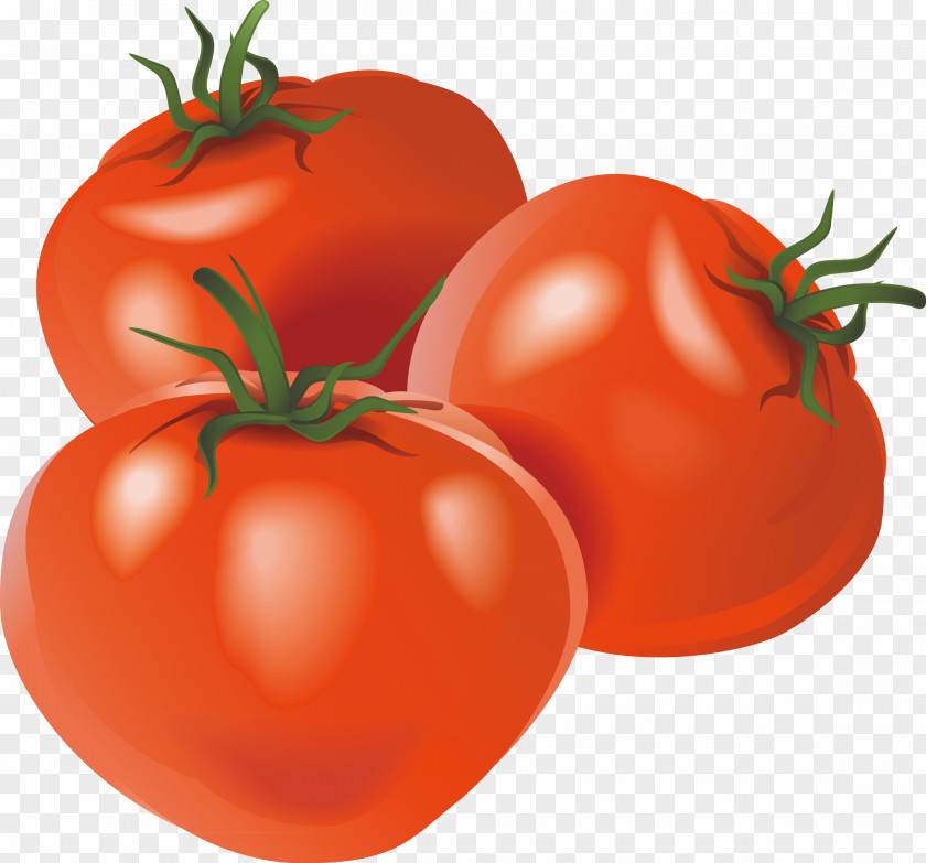 Decorative Hand Painted Tomatoes Vegetable Tomato Illustration PNG