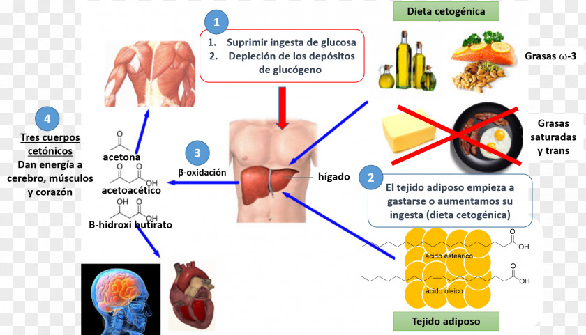 Health Why We Get Fat Adipocyte Cell Low-carbohydrate Diet PNG