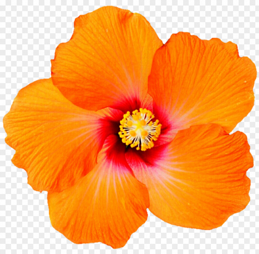 Orange Hibiscus Flower Shoeblackplant Hawaiian Clip Art Desktop Wallpaper Spider PNG