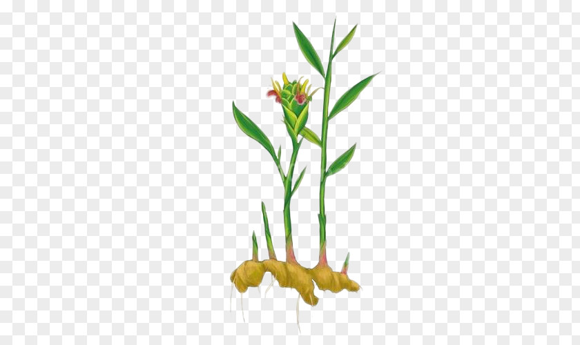 Plant,Ginger,Ginger Leaves,seasoning Ginger Leaf Plant Condiment Grasses PNG