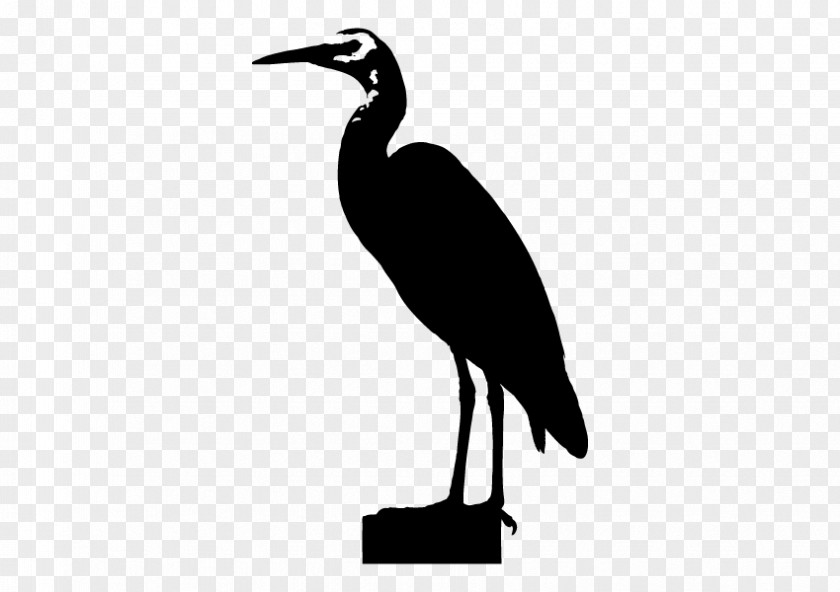 Stork Ibis Water Bird Beak PNG