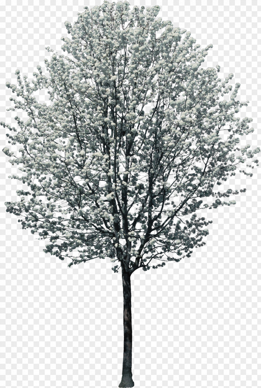 Bushes Tree Woody Plant Light Twig PNG