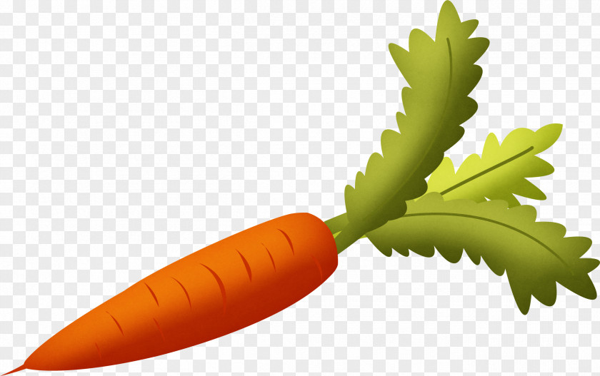 Carrot Image Vegetable PNG