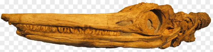 Creative Skull Temnodontosaurus Shastasaurus Ichthyosaur Early Jurassic Triassic PNG