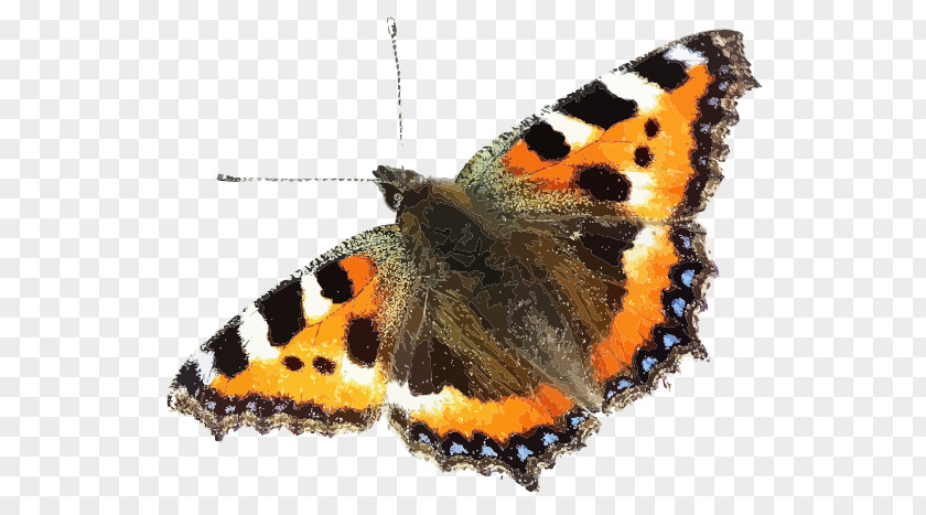 Insect Brush-footed Butterflies Small Tortoiseshell Image Swallowtail Butterfly PNG