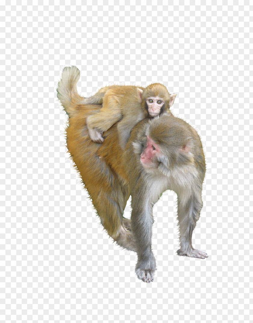 Monkey Pictures Macaque Ape PNG