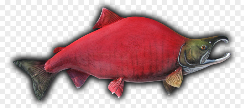 Salmon Color Fish Sockeye Taxidermy Beak Showcase PNG