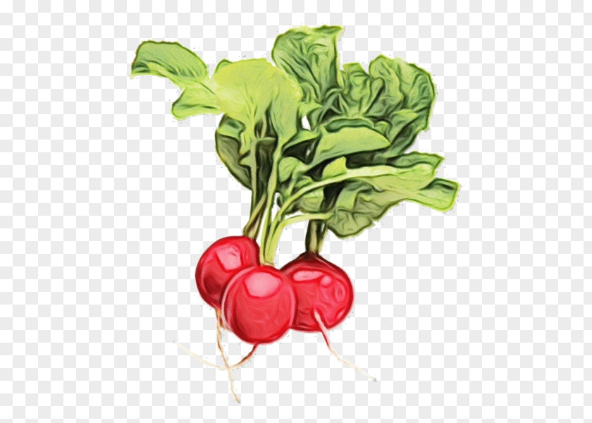 Flower Turnip Radish Vegetable Beetroot Beet Food PNG