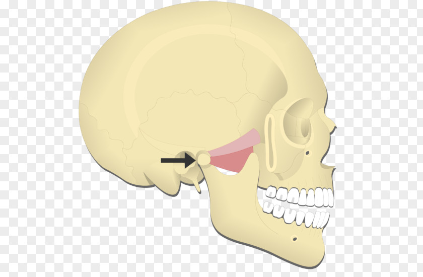 Mandible Medial Pterygoid Muscle Lateral Protraction Joint PNG