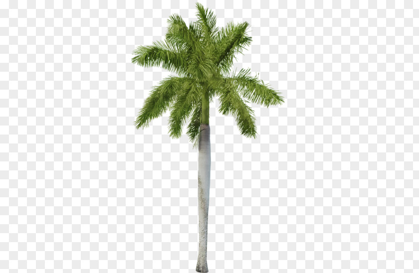 Palm Leaf Fiddle-leaf Fig Common Houseplant Tree PNG