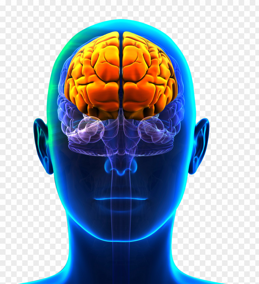 Brain Prefrontal Cortex Frontal Lobe Cerebral Lobes Of The PNG