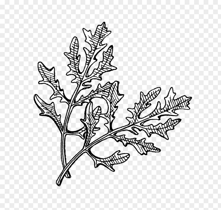 Brassica Juncea /m/02csf Hyötykasviyhdistys Ry Line Art Drawing Plant PNG