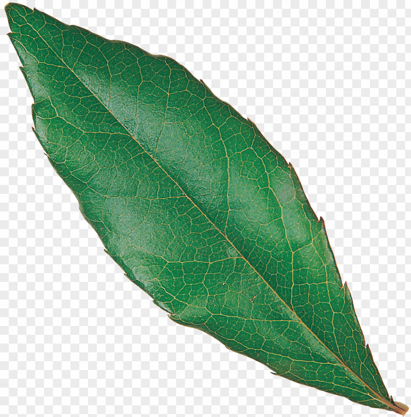 Eucalyptus Leaf Plant PNG
