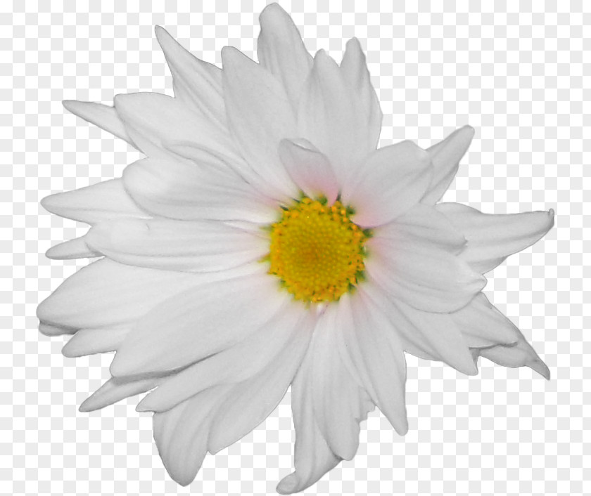 Flower Common Daisy German Chamomile PNG